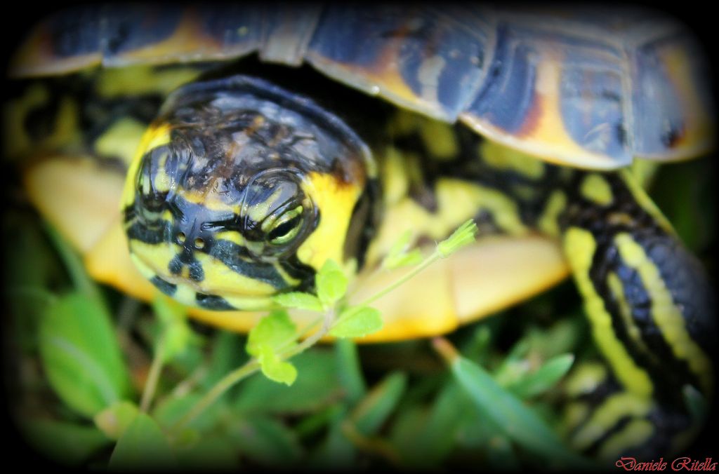 Trachemys scripta...di quale sottospecie!?